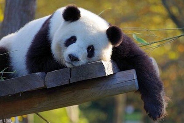 Больших панд спасли от вымирания
