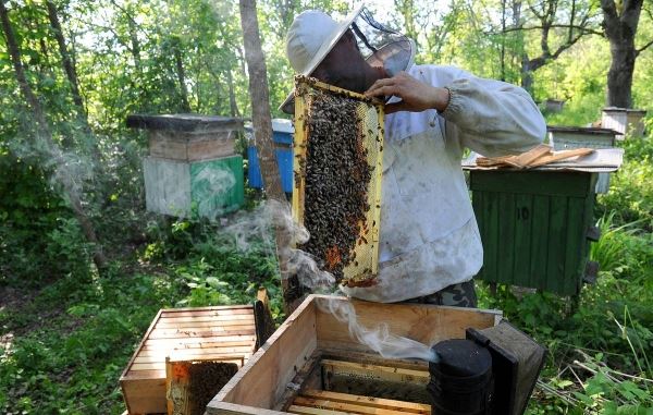 Закон о развитии пчеловодства в РФ вступил в силу