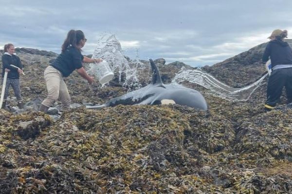 На Аляске моряки несколько часов боролись за жизнь косатки, выброшенной на берег