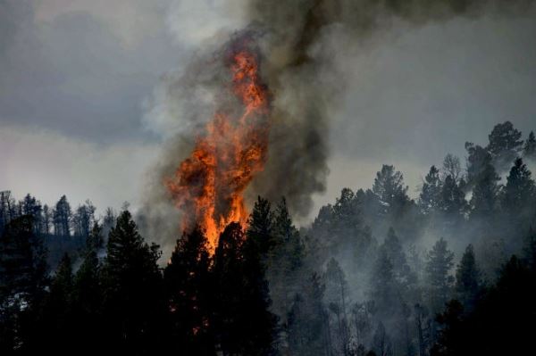 Тернопольчанина оштрафовали на 175 тыс. грн. из-за лесного пожара