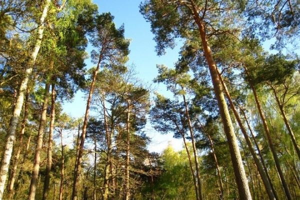 Тернопольчанина оштрафовали на 175 тыс. грн. из-за лесного пожара