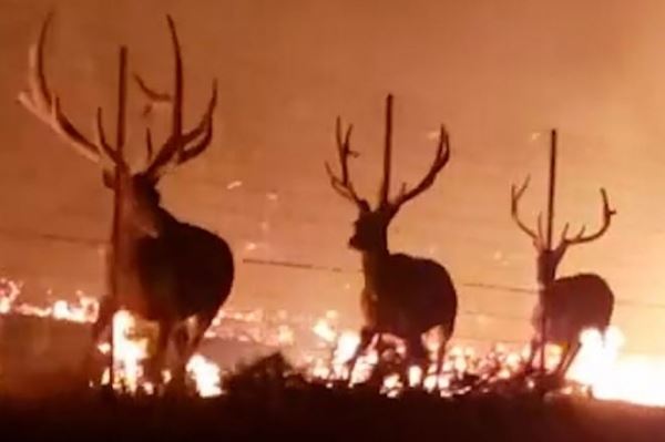 В охваченном огнем лесу Монтаны пожарные спасли оленей 