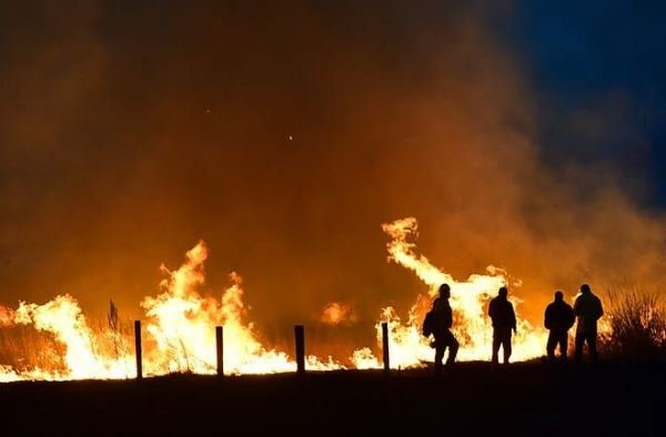 В охваченном огнем лесу Монтаны пожарные спасли оленей 