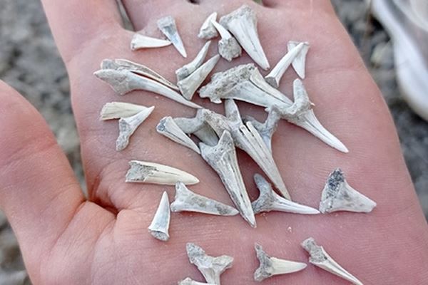 В Челябинской области нашли зубы древних акул