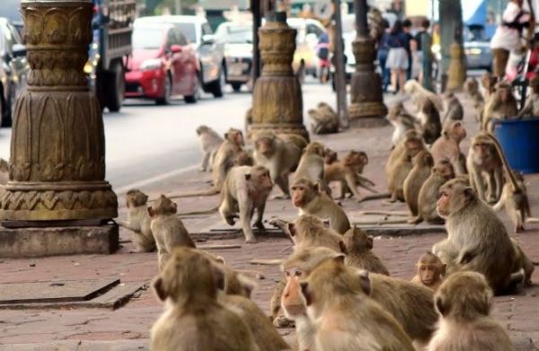 Жители Таиланда стали свидетелями войны обезьян 